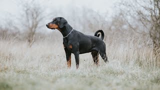 How do I train my Doberman Pinscher to be calm during car rides?