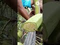 Making coconut wine native wine