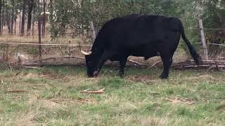 Our steer beast gets mad when he sees neighbors bull. South Kyneton. 9th May 2023.