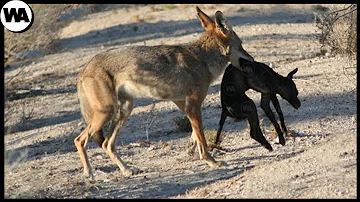 ¿Qué depredador mata a los coyotes?