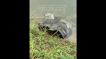 Cận cảnh cá đuối lên bờ săn mồi #cacconvat #docla #fishing