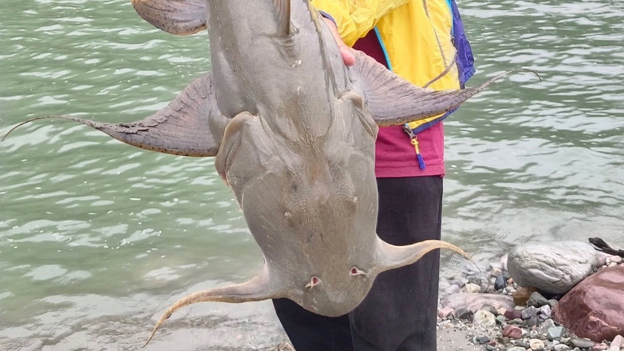 Goonch Catfish on#rapala Xrap Magnum Simang Siang Confluence #arunachal,Toughest Fighting #Fish 💪🥵🥵🥵
