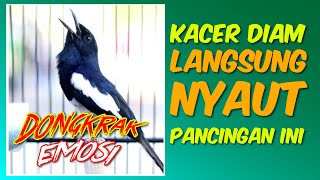 KACER GACOR MEMANGGIL LAWAN ❗️🔥 PANCINGAN AMPUH BUAT KACER BISU PASTI NYAUT ❗️🔥100% AMPUH 🔥🔥