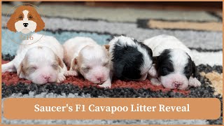 Saucer's F1 Cavapoo Litter Reveal by Cavapoos 3:16 210 views 1 month ago 4 minutes, 20 seconds