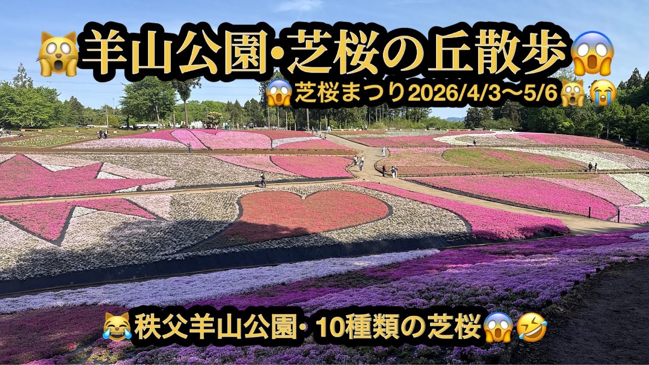 【絶景4k】🙀芝桜まつり2026(4/3~5/8)・10種類の芝桜😱羊山公園😆埼玉県秩父市😳(25m25s)🤣BGM:#riokazumiのピアノ語り