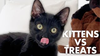 KITTENS VS TREATS | Bean, Mochi and George by Bean, Mochi and George 798 views 1 month ago 1 minute, 25 seconds