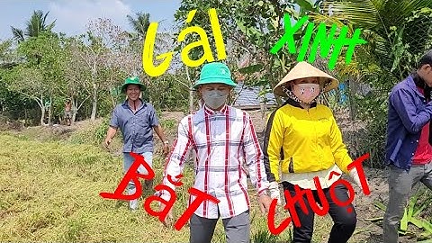 Gái Xinh Ra Đồng Cắt Lúa Bắt Chuột Miền Tây |@thehoangtv