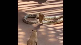 mangoss vs cobra 