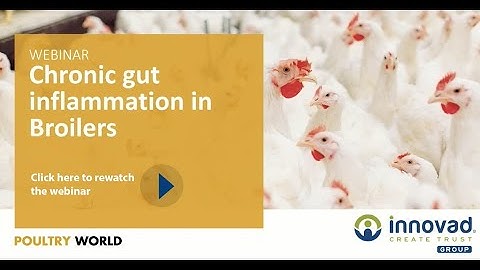 Poultry World Webinar on Chronic gut inflammation in Broilers