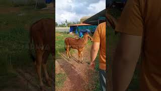 Gir cows at our farm #khadhyavaividhya #desicow #a2milk #organicfarming