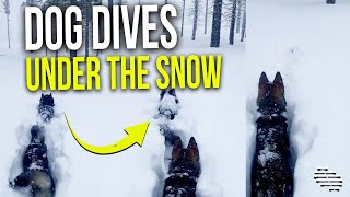 Dog Momentarily Disappears Under the Snow While Walking With Another