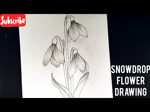 How to draw flowers easy step by step for beginners|| Snowdrop Flower