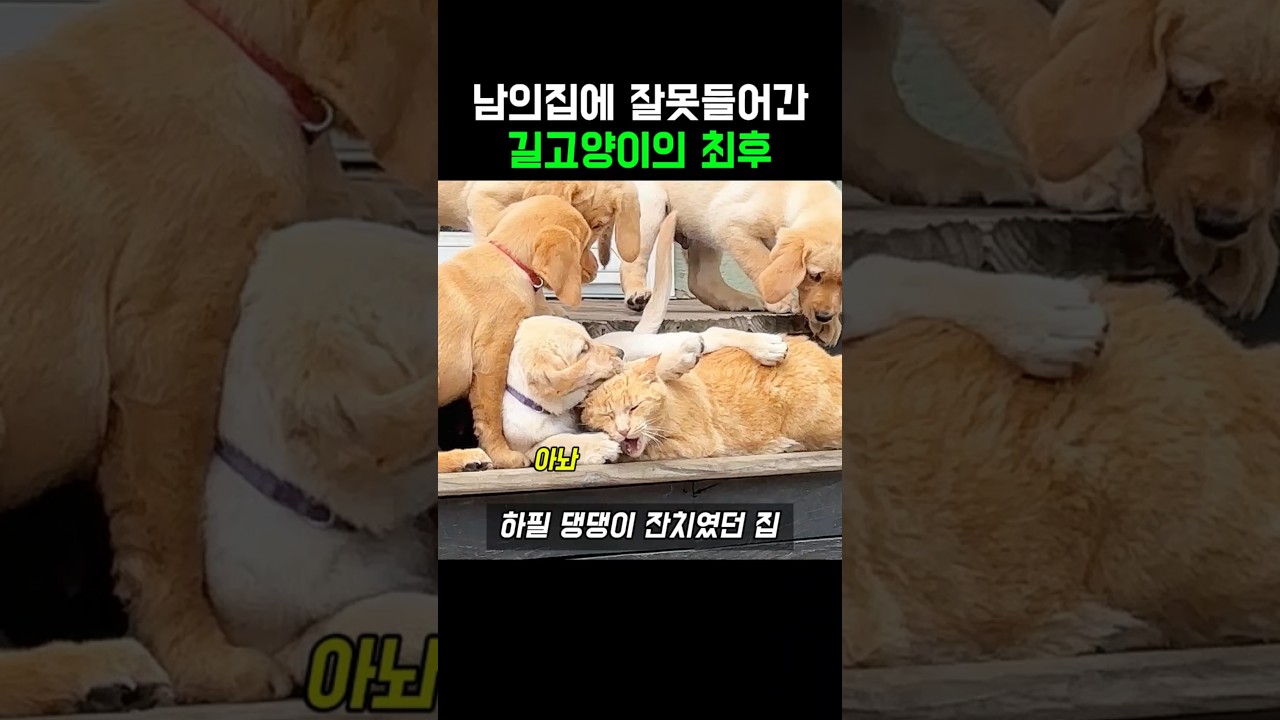 남의집에 잘못들어간 길고양이의 최후