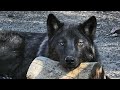 Young wolfdog&#39;s howl goes hilariously wrong