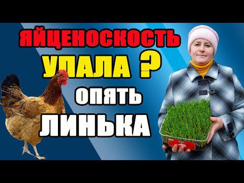 Весенняя линька у кур. Методы решения проблемы.