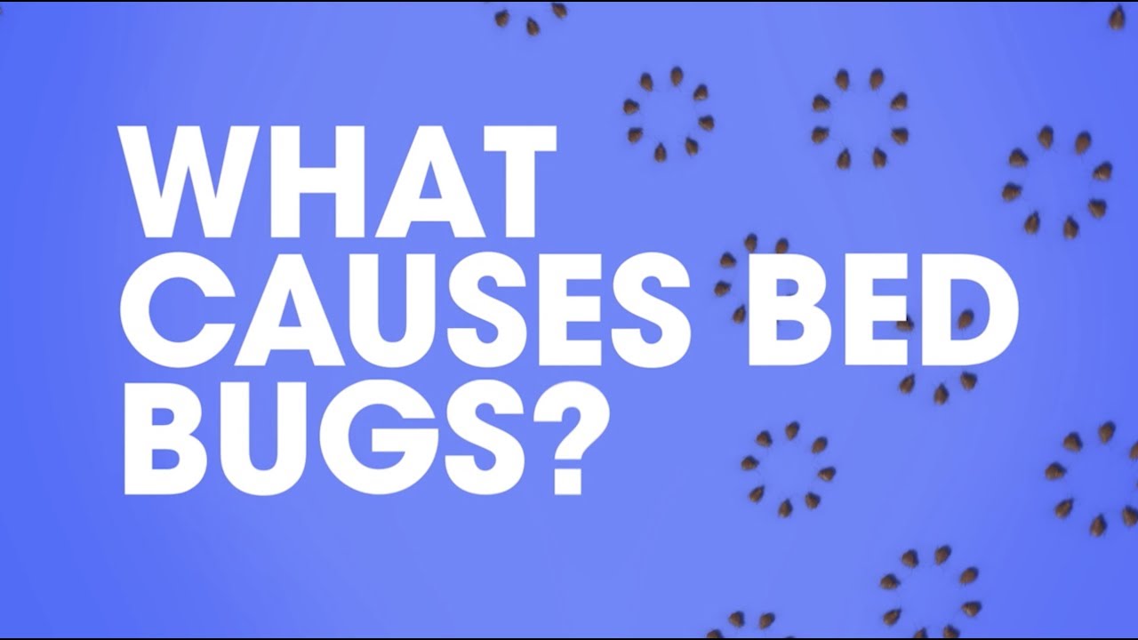 Raid® What Causes Bed Bugs? YouTube