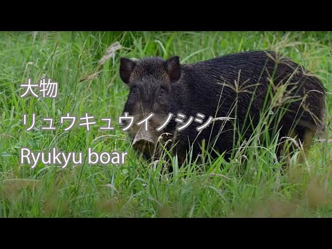 【大物】リュウキュウイノシシ Ryukyu boar