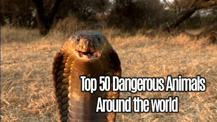 Top 50 the most dangerous animals in the world