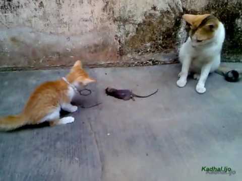 Ibu Kucing Mengajari Anaknya Bermain Tikus Ibu Kucing Mengajari Anaknya Bermain Tikus