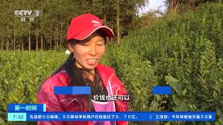 [第一时间]贵州安龙：不负春光抢农时 万亩茶山劳作忙| 财经风云