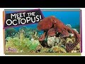 The Outrageous Octopus!