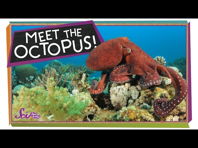 Meet the Octopus - Learn All About Octopuses