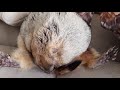 Тошка превратился в ёжика#marmot Tosh# cute animals
