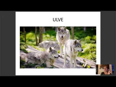 Video: Hundehårtab - Diagnostisering Af Hårtab Hos Hunde