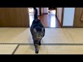 飼い主を見つけて嬉しい猫