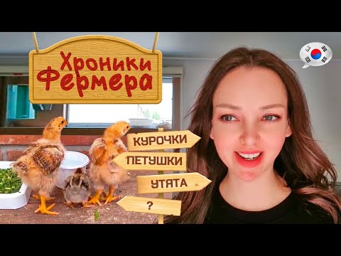 Наше хозяйство / Домашний влог / KOREA VLOG /