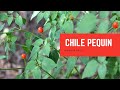 Chile Pequin | Plant of the Month