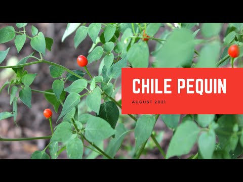 Video: Ano Ang Pequin Pepper Plant: Matutong Magtanim ng Pequin Chili Peppers