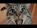 Nyansaken║(Discontinued)║Nyansaken