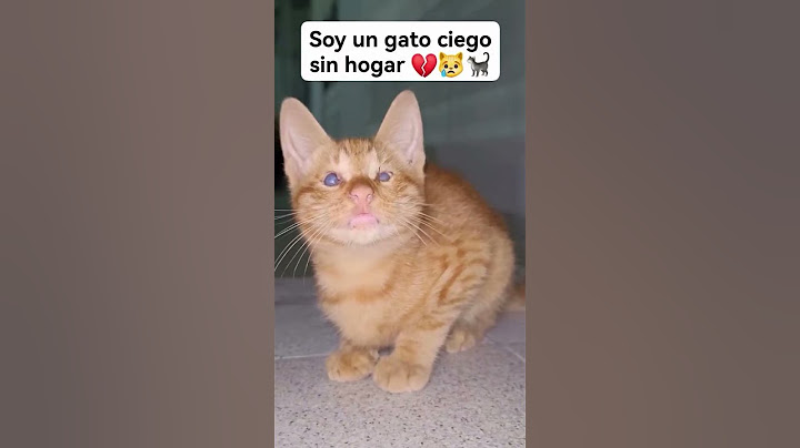 "Gatito ciegito nadie lo quiere 😭"