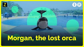 Orca Morgan's life in captivity