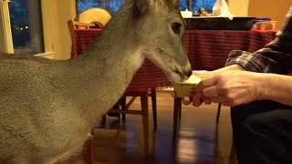 Dinner with Bambi and the herd (day 130)