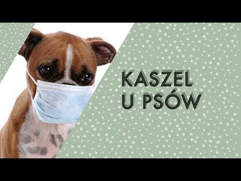 Wideo: Jak Leczyć Kaszel Psa