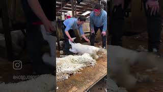 Shearing Sheep with @DuckworthCo