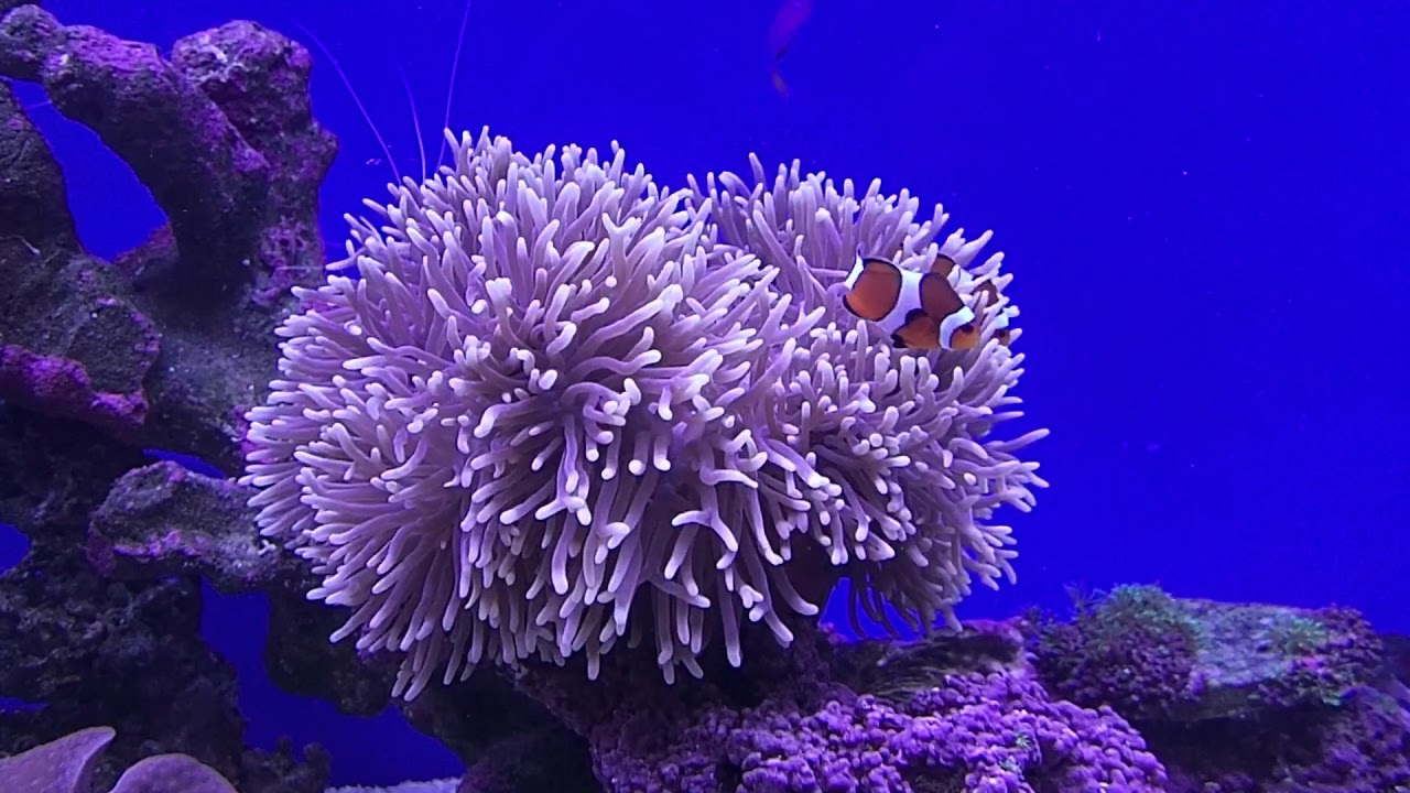 カクレクマノミ センジュイソギンチャク Youtube カクレクマノミ センジュイソギンチャク Youtube