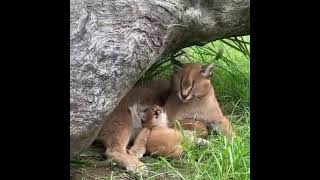 Caracal Mom And Its Baby ♥️
