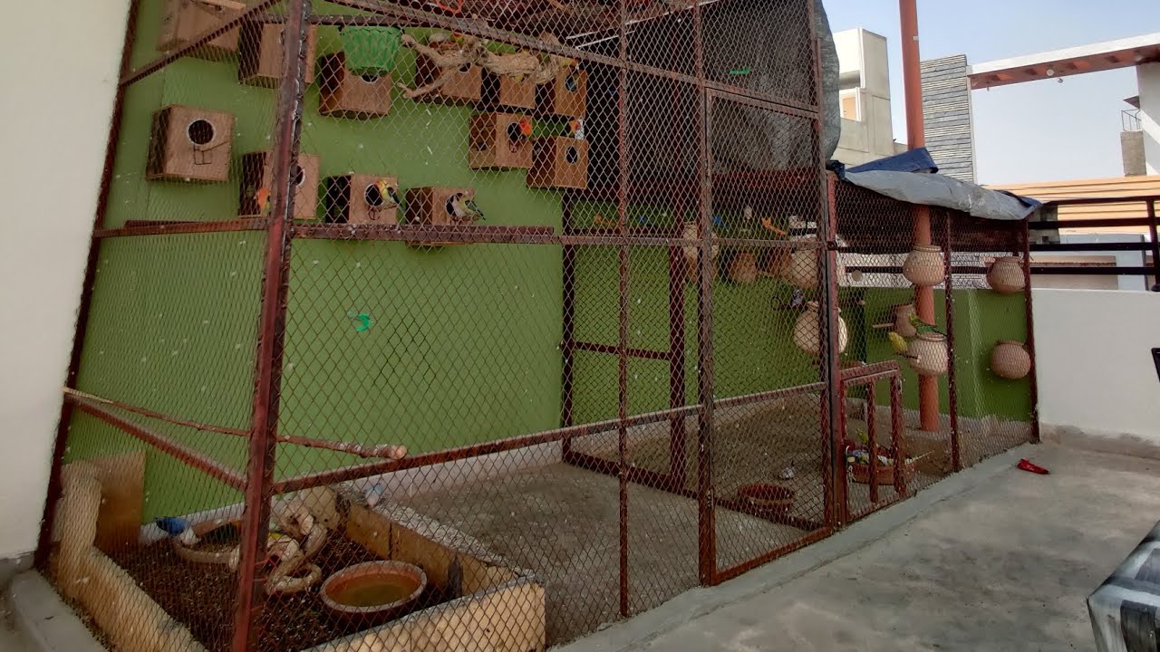 DAY 61🦜🐦SUNDAY MORNING😍 #birds 👉@ansarak7747 #budgies #lovebirds #parrot #foryou #minivlog #birdlife