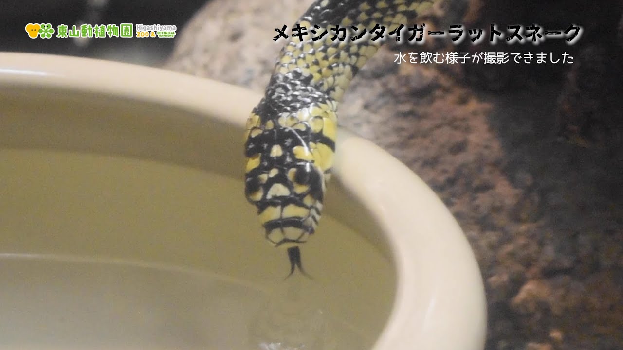 東山 動物園 ヘビ