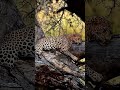 lion tries to hunt leopard 🐆😯 #viral #shorts #trending #youtubeshorts #wildanimals