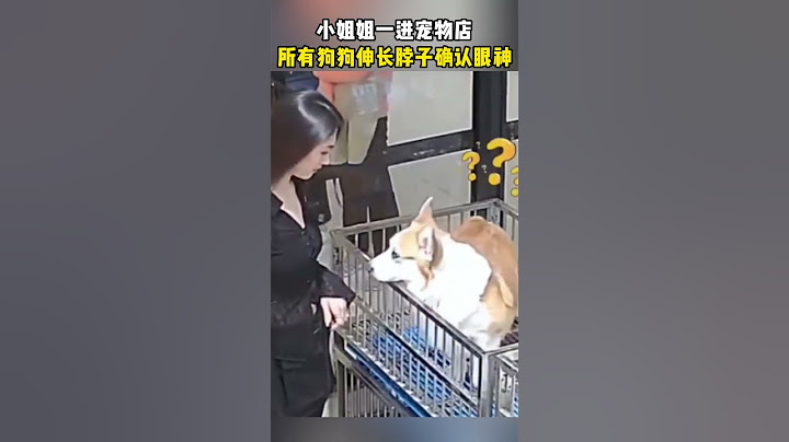 小姐姐一进宠物店，所有狗狗伸长脖子确认眼神