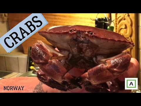 Video: Fordelene Og Skadene Med Krabbekjøtt