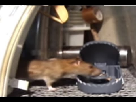 Rat-trap