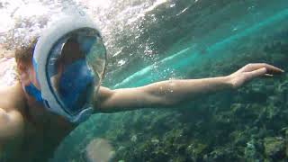 Red sea diving snorkelling.