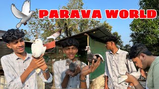 🕊️പറവയെ പറത്താൻ പഠിക്കാം|parava training malayalam