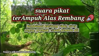 suara pikat terAmpuh kombinasi kutilang ribut!?