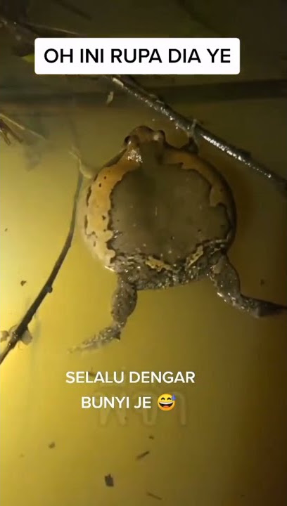 katak panggil hujan viral